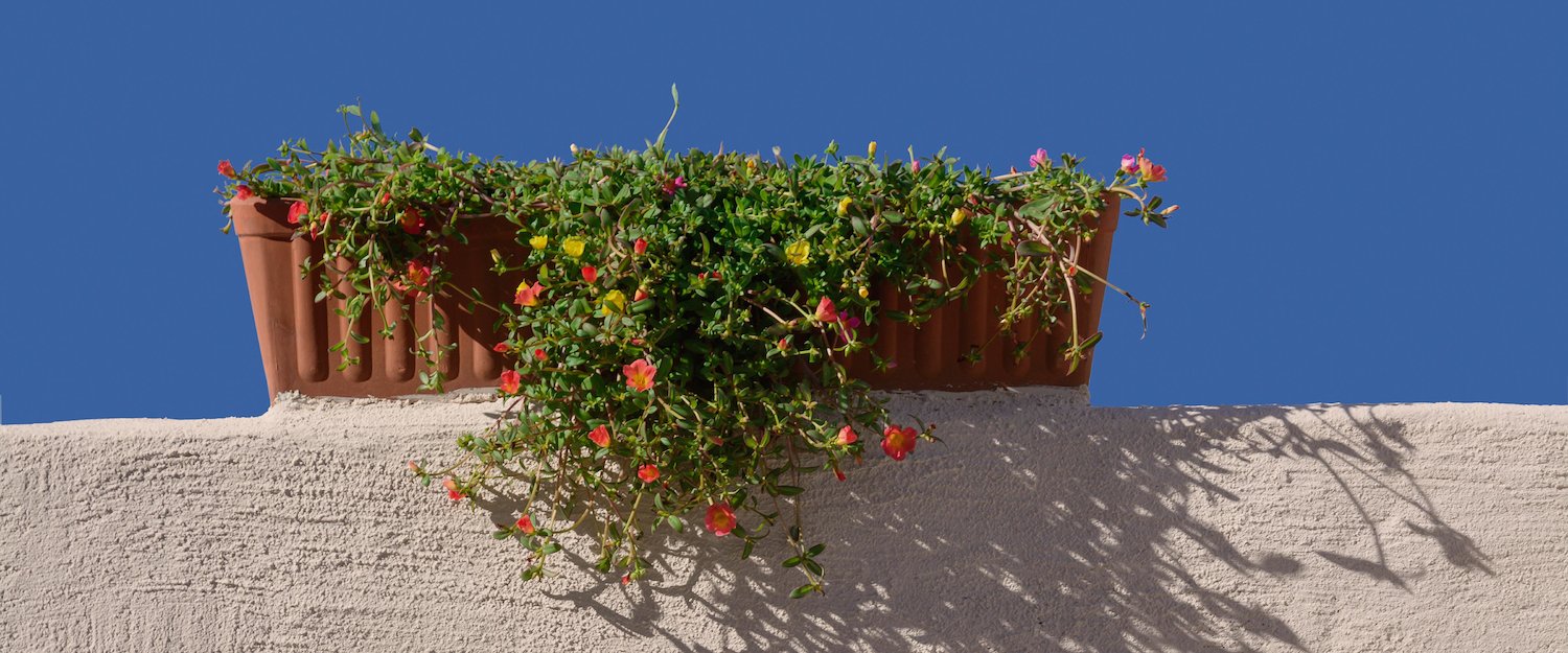 Bunte Blumen in Calvia.