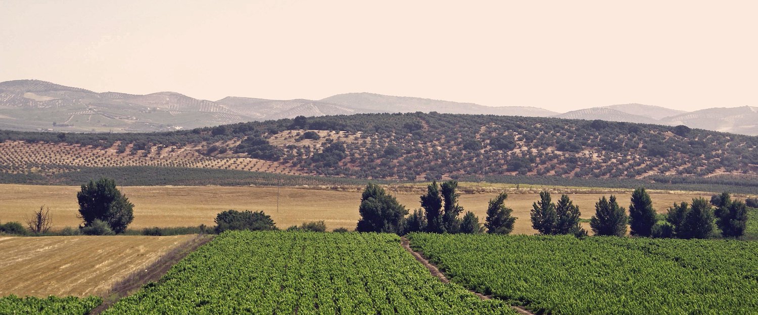 Campo Cordobes