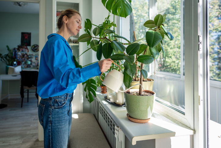 Woman plant lover waters plants on window with watering can, add liquid fertilizer for root health Woman plant lover waters plants on window with watering can, add liquid fertilizer for root health