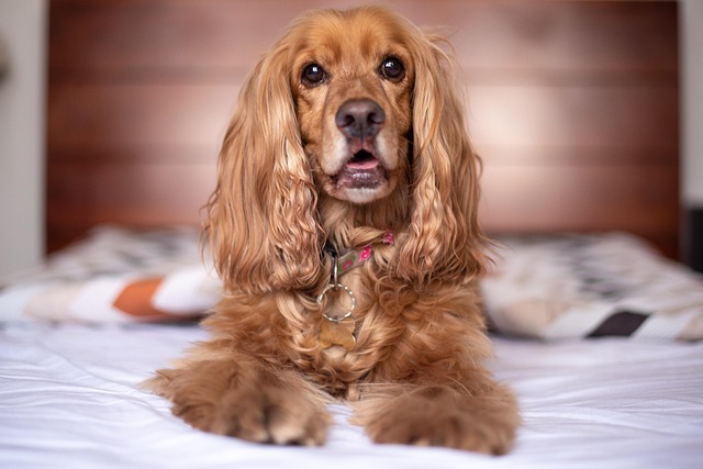 alkhaine-english-cocker-spaniel-5937752_640 alkhaine-english-cocker-spaniel-5937752_640