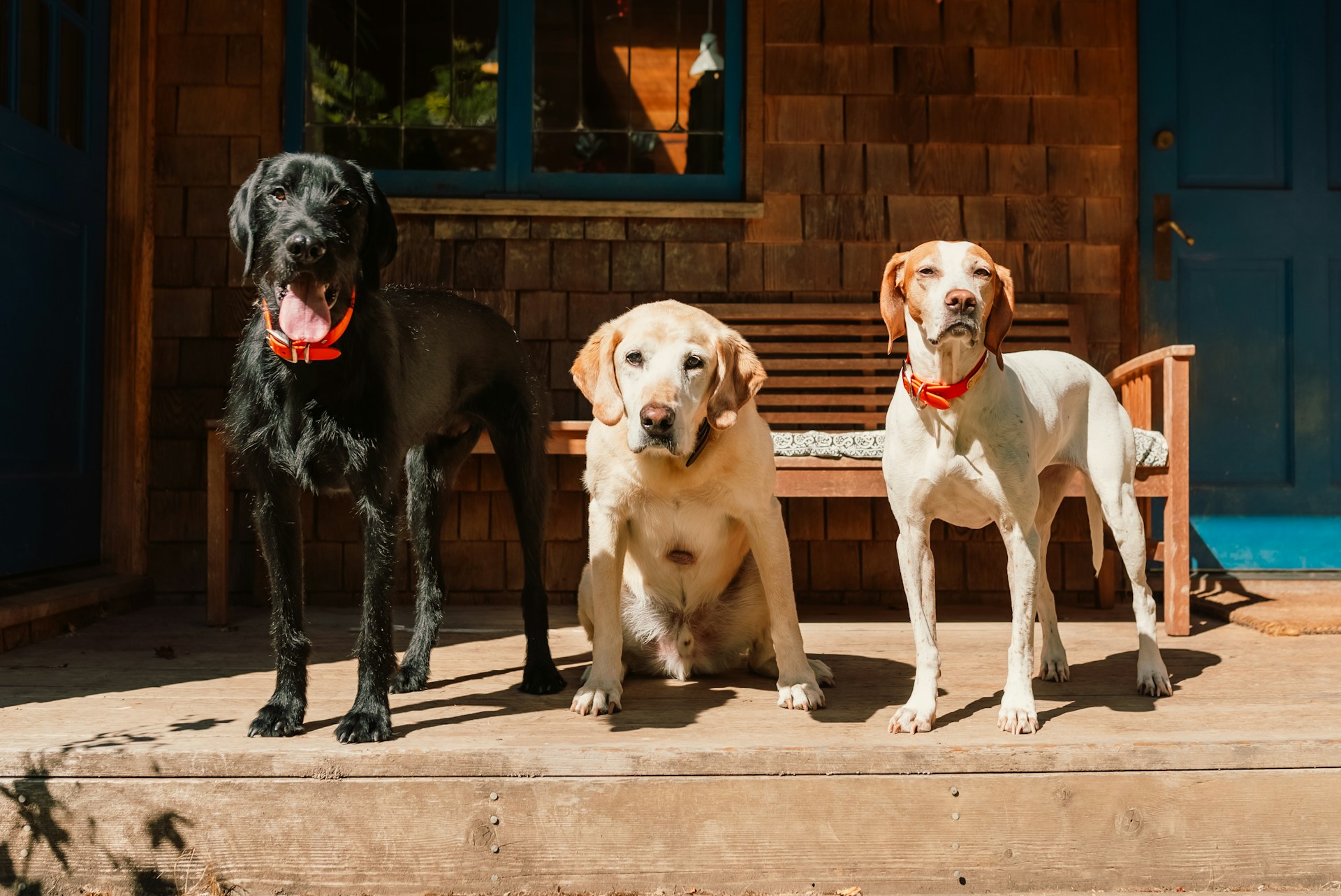 josh-hild-unsplash Drei Hunde auf einer Terrasse